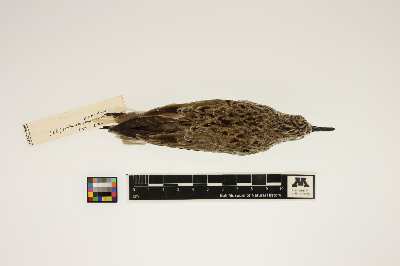 Calidris pusilla image