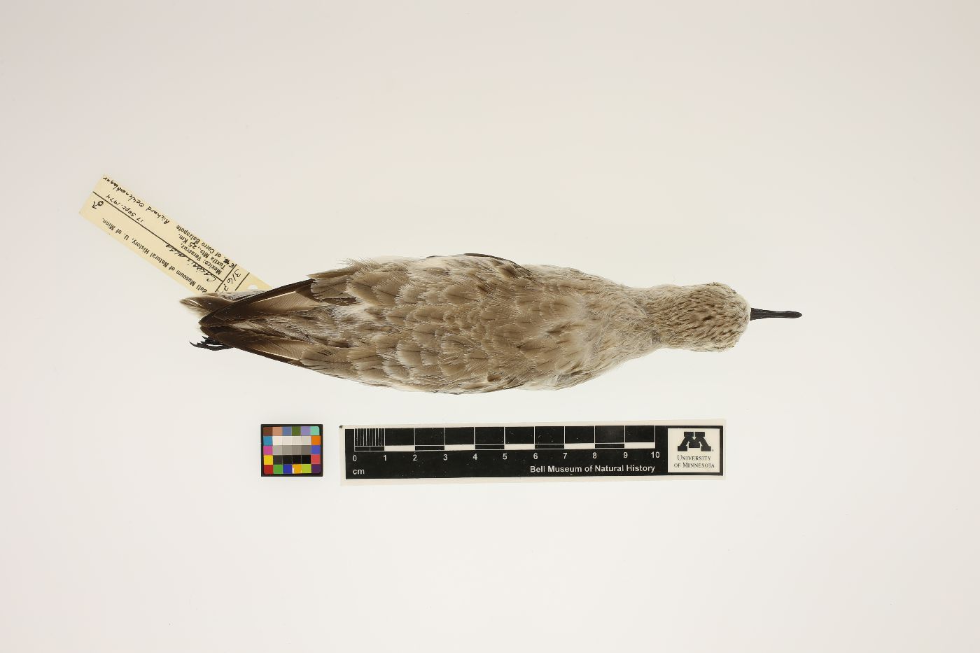 Calidris alba image