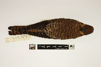 Image of Falco sparverius