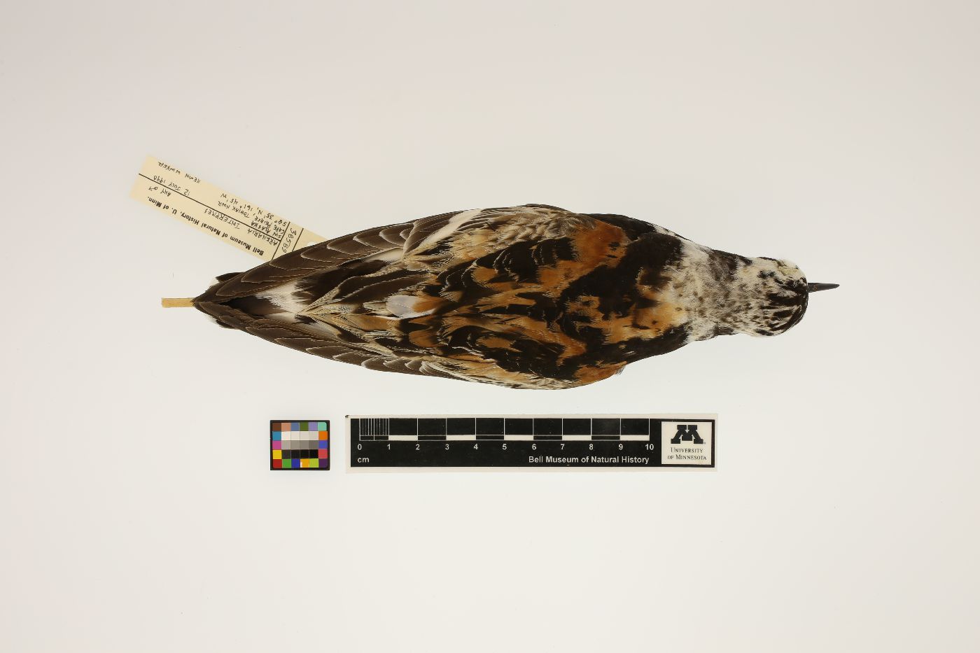 Arenaria interpres image