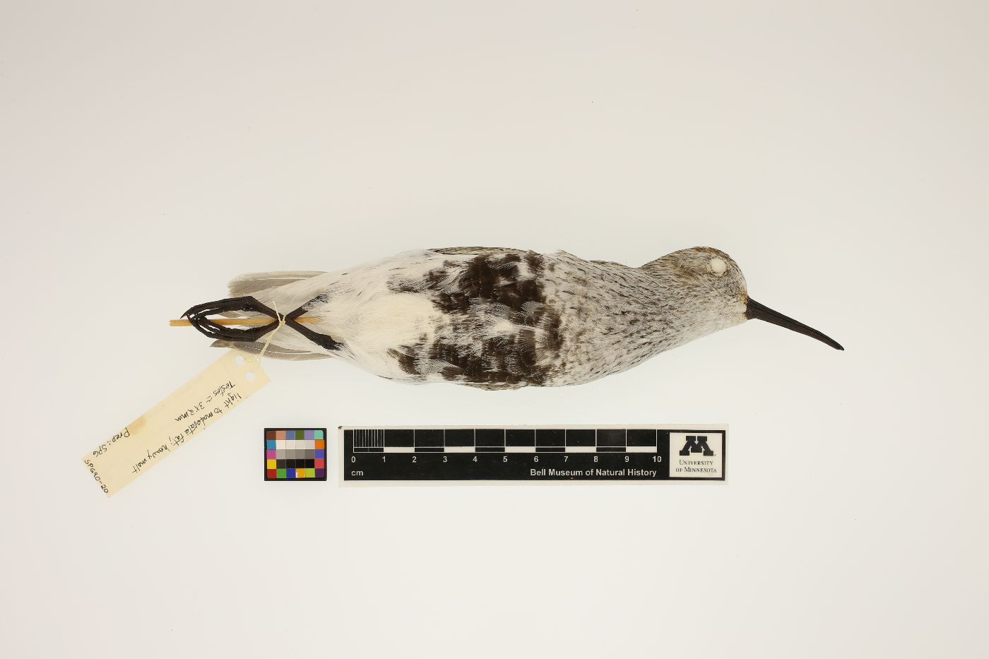 Calidris alpina image