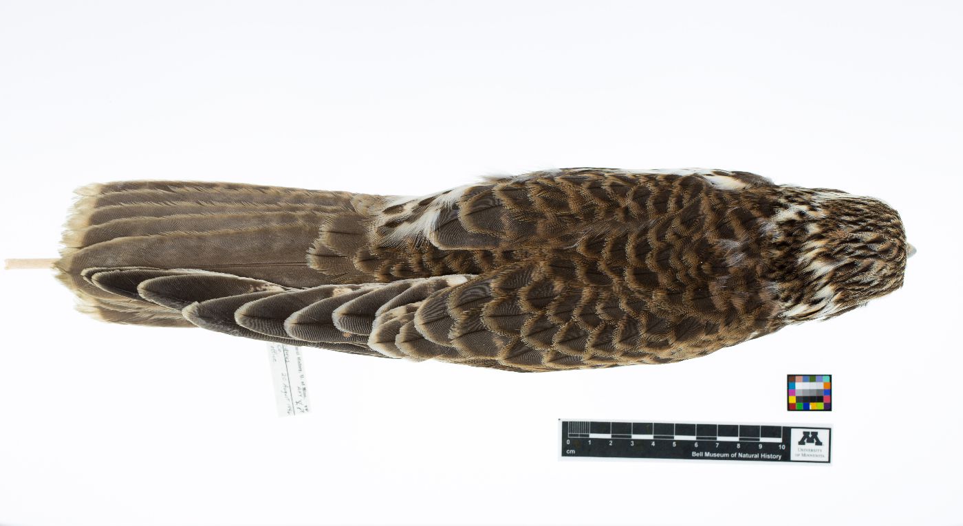 Falco mexicanus image