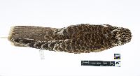 Image of Falco mexicanus