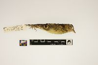 Dolichonyx oryzivorus image