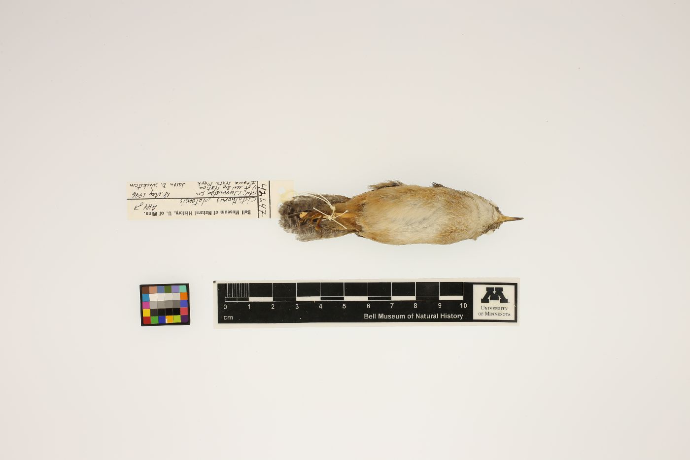 Cistothorus platensis image