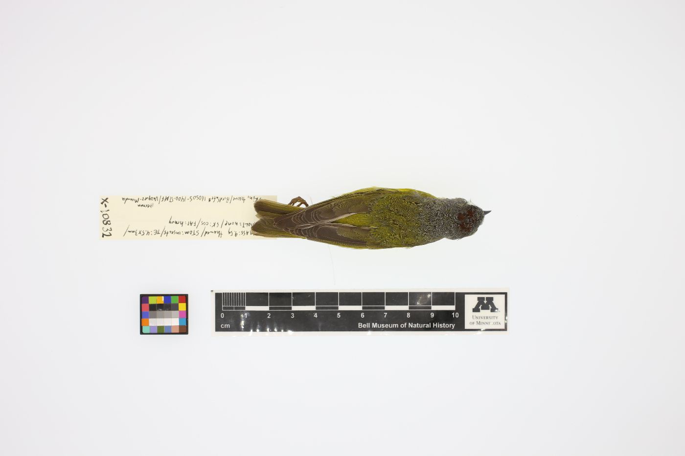 Vermivora ruficapilla image