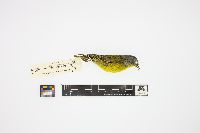 Vermivora ruficapilla image