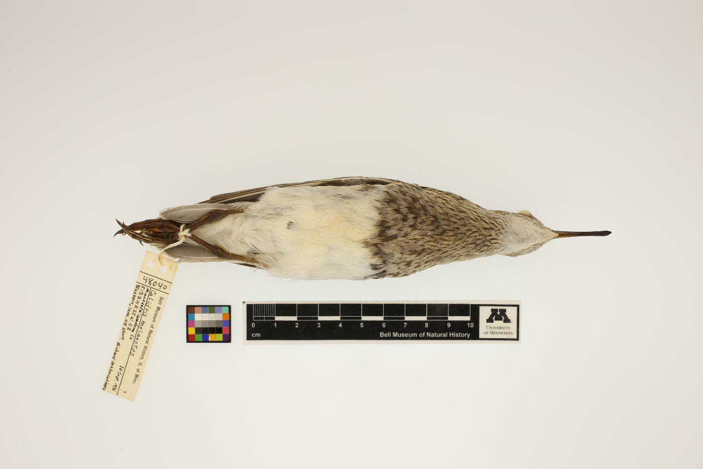 Calidris melanotos image