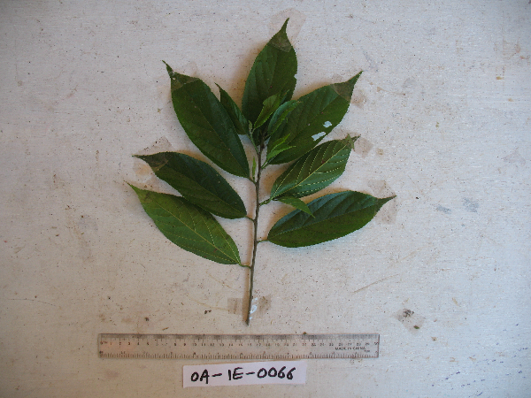 Grewia multiflora image