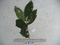 Glochidion angulatum image