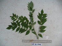 Gliricidia sepium image