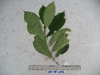 Neuburgia corynocarpa image