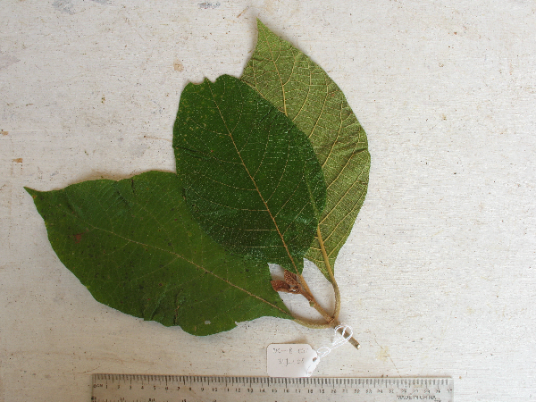 Callicarpa arborea image