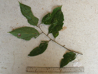 Cryptocarya densiflora image