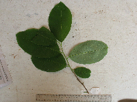 Bridelia macrocarpa image