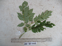 Gliricidia sepium image