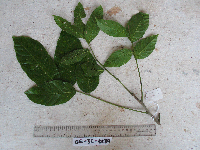 Harpullia arborea image