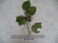 Papuodendron lepidotum image