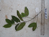 Ficus wassa image