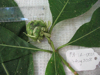 Morinda citrifolia image