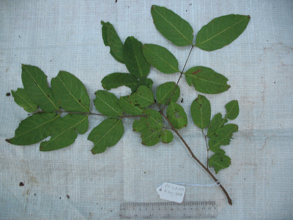 Lagerstroemia celebica image