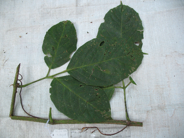 Cayratia image