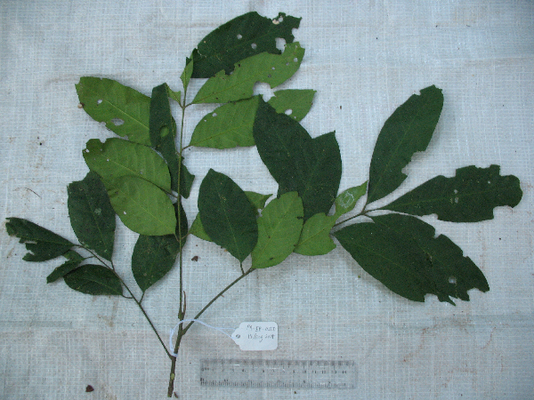 Dysoxylum image