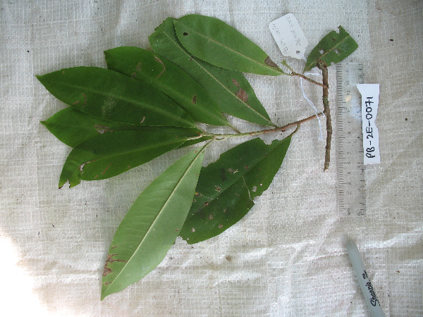 Ardisia lanceolata image