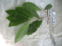 Image of Ardisia lanceolata