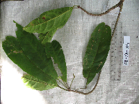 Elaeocarpus miegei image