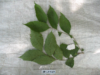 Glochidion angulatum image