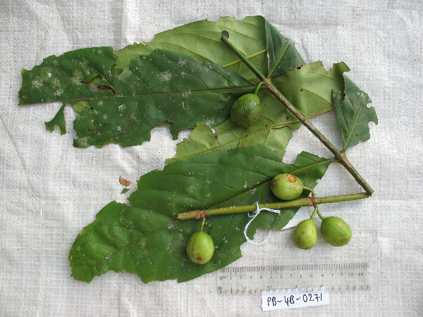 Cyclophyllum longiflorum image