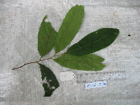 Cryptocarya depressa image