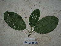 Dillenia castaneifolia image