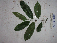 Horsfieldia spicata image