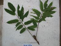 Canarium indicum image