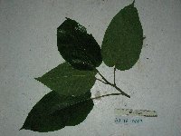 Ficus semivestita image
