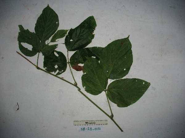 Calopogonium mucunoides image