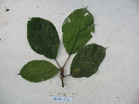 Ficus conocephalifolia image
