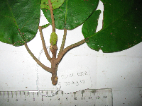 Guettarda speciosa image