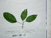 Pimelodendron amboinicum image
