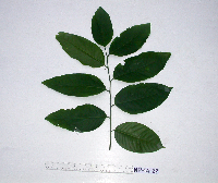 Aglaia lepiorrhachis image