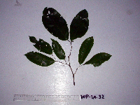 Kingiodendron novoguineense image