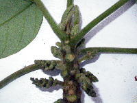 Endospermum medullosum image