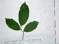 Kingiodendron novoguineense image