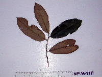 Myristica fatua image