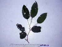 Celtis latifolia image