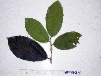 Artocarpus sepicanus image