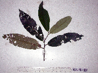 Myristica fatua image