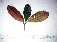 Palaquium supfianum image